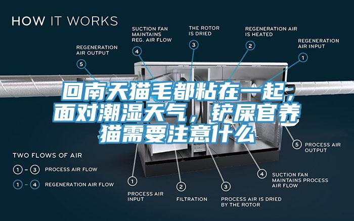 回南天貓毛都粘在一起，面對(duì)潮濕天氣，鏟屎官養(yǎng)貓需要注意什么