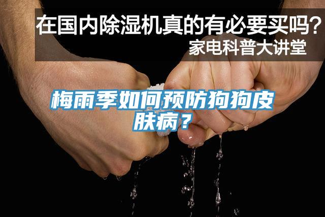 梅雨季如何預(yù)防狗狗皮膚病？